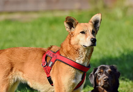 medium short-coated tan dog with red harness on selective focus photo thumbnail