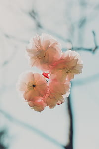 white and pink cherry blossoms in closeup photo thumbnail