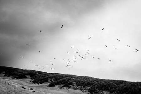 grayscale photo of flock of birds thumbnail