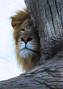 brown lion hiding behind a tree thumbnail