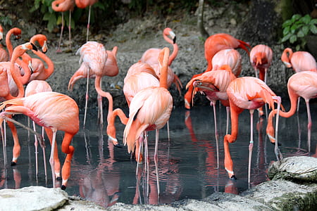 flamingos on body of water during daytime thumbnail