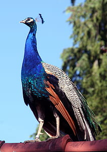 peacock bird thumbnail