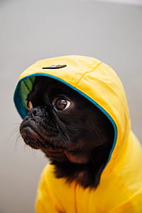 black pug wearing yellow raincoat thumbnail