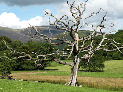 grey dead tree near on green and brown grass field near green mountains under cloudy sky during daytime thumbnail