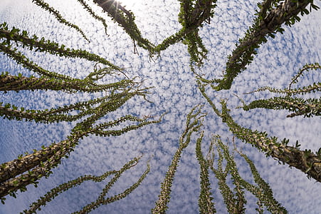 low-angle photography of trees under white clouds and blue sky thumbnail