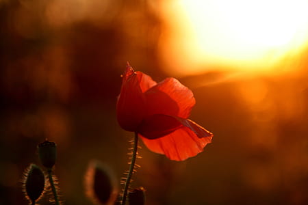 shallow focus of red rose thumbnail