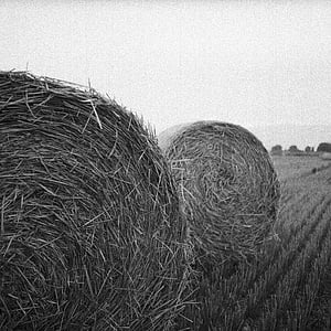 hays on field in grayscale photography thumbnail