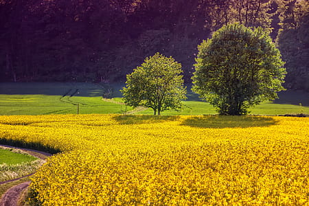 two green trees thumbnail