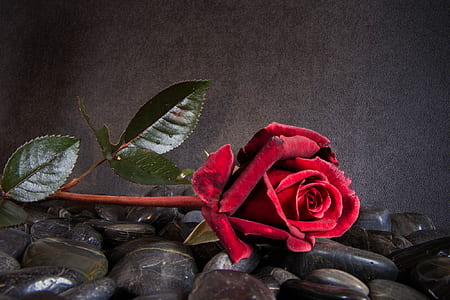 red rose flower placed on top of black stones thumbnail