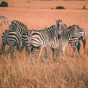 zebra on brown farm thumbnail