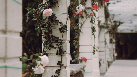 selective focus photo of white petaled flowers thumbnail