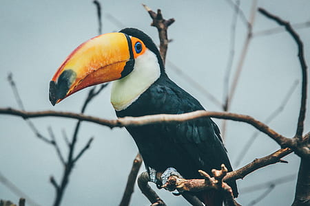 black and yellow bird standing on tree branch thumbnail
