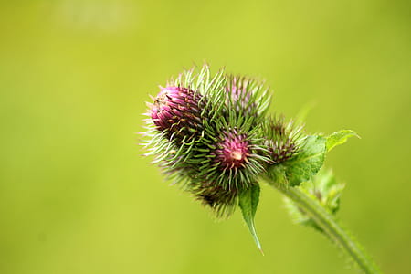 close-up photo of purple thistle flower bud thumbnail