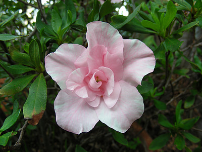 closeup photo of pink petaled flower thumbnail