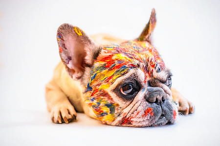 multicolored dog lying on floor thumbnail