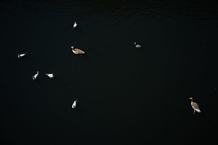 Birds on the water thumbnail
