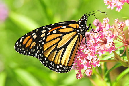 monarch butterfly on pink flowers thumbnail