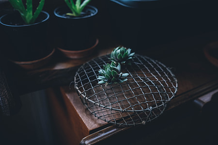 two green succulent plants on gray wire thumbnail