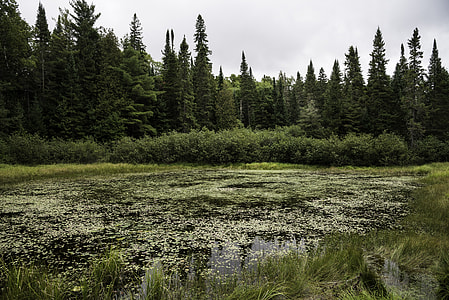 View of the Bog at Algonquin State Park, Ontario thumbnail