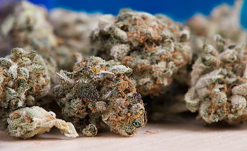 photo of green-and-orange cannabis buds thumbnail