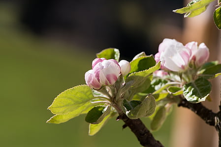 closeup photography of white and pink flowers thumbnail