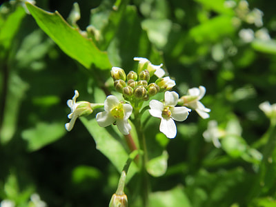 Thlaspi Arvense, Field Penny-Cress thumbnail
