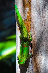 close-up photography of green lizard during daytime thumbnail