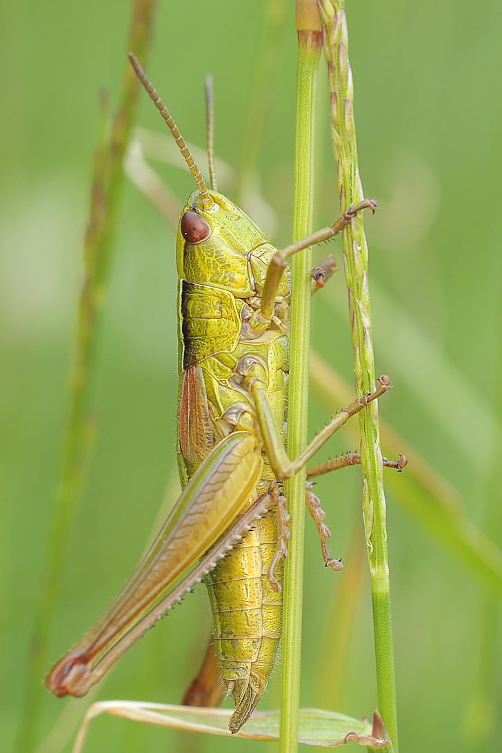 shallow focus photography of green grasshopper during daytime