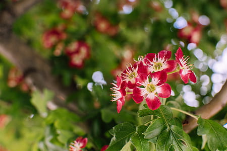 Selective Focus Photography of Red 5-petaled Flowers thumbnail
