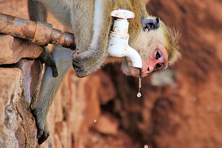 monkey drinking on faucet thumbnail