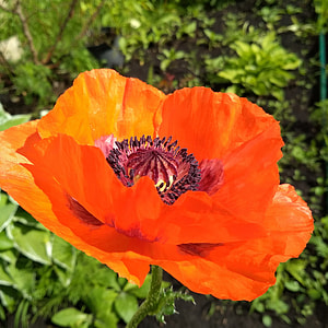 Garden Poppy, The Scarlet Flower thumbnail