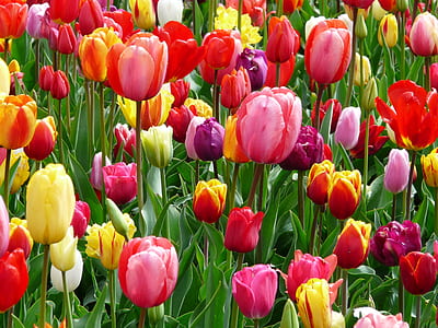 bed of tulips thumbnail