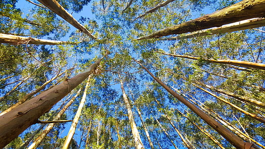 worm's eye view of trees during daytime thumbnail