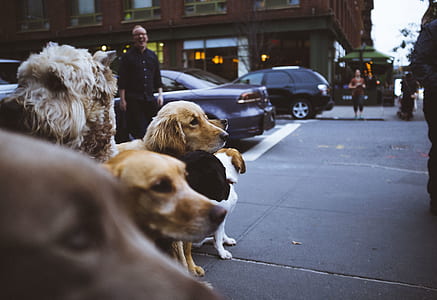 pack of dogs on sidewalk thumbnail