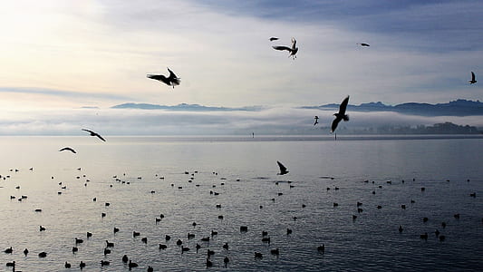 bird on body of water thumbnail