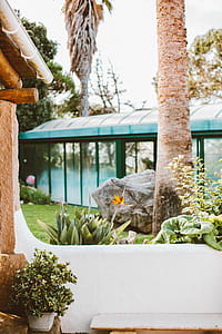 Potted Green Plant Beside White Wall thumbnail