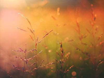 close view of grasses thumbnail