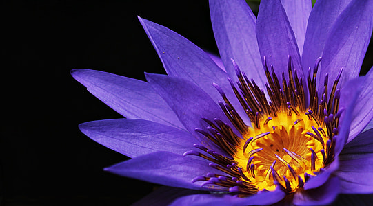 closeup photography of purple petaled flower thumbnail