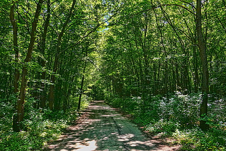 pathway between trees with sunlight passing through thumbnail