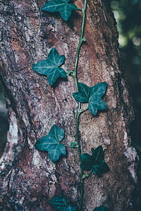 green octave plant at tree thumbnail