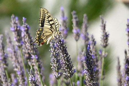 close-up photo of Eastern tiger swallowtail butterfly thumbnail