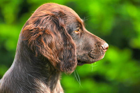 closeup photo of chocolate Labrador retriever thumbnail