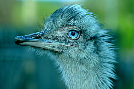 selective focus photography of ostrich thumbnail