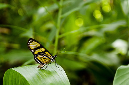 close-up photo of yellow and black butterfly perching on green leaf during daytime thumbnail
