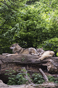 wolves lying on wood log thumbnail