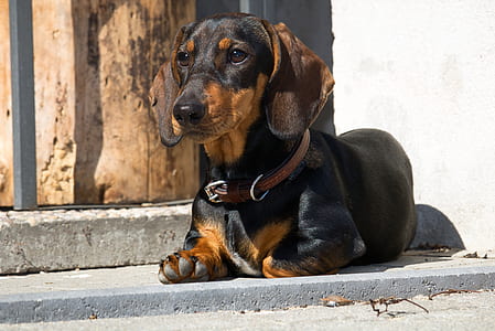 focus photo of adult black and tan dachshund lying on ground thumbnail