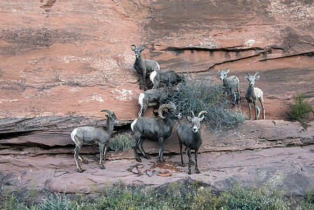 brown mountain goats on wall during daytime thumbnail