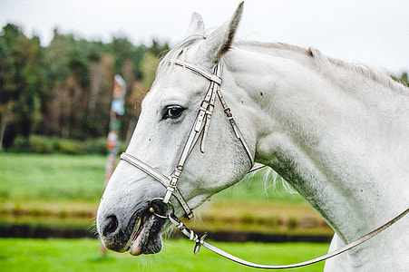 Gray dressage horse thumbnail