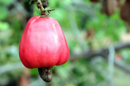 close-up photography of red cashew fruit thumbnail