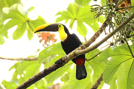 yellow, black, and red toucan thumbnail